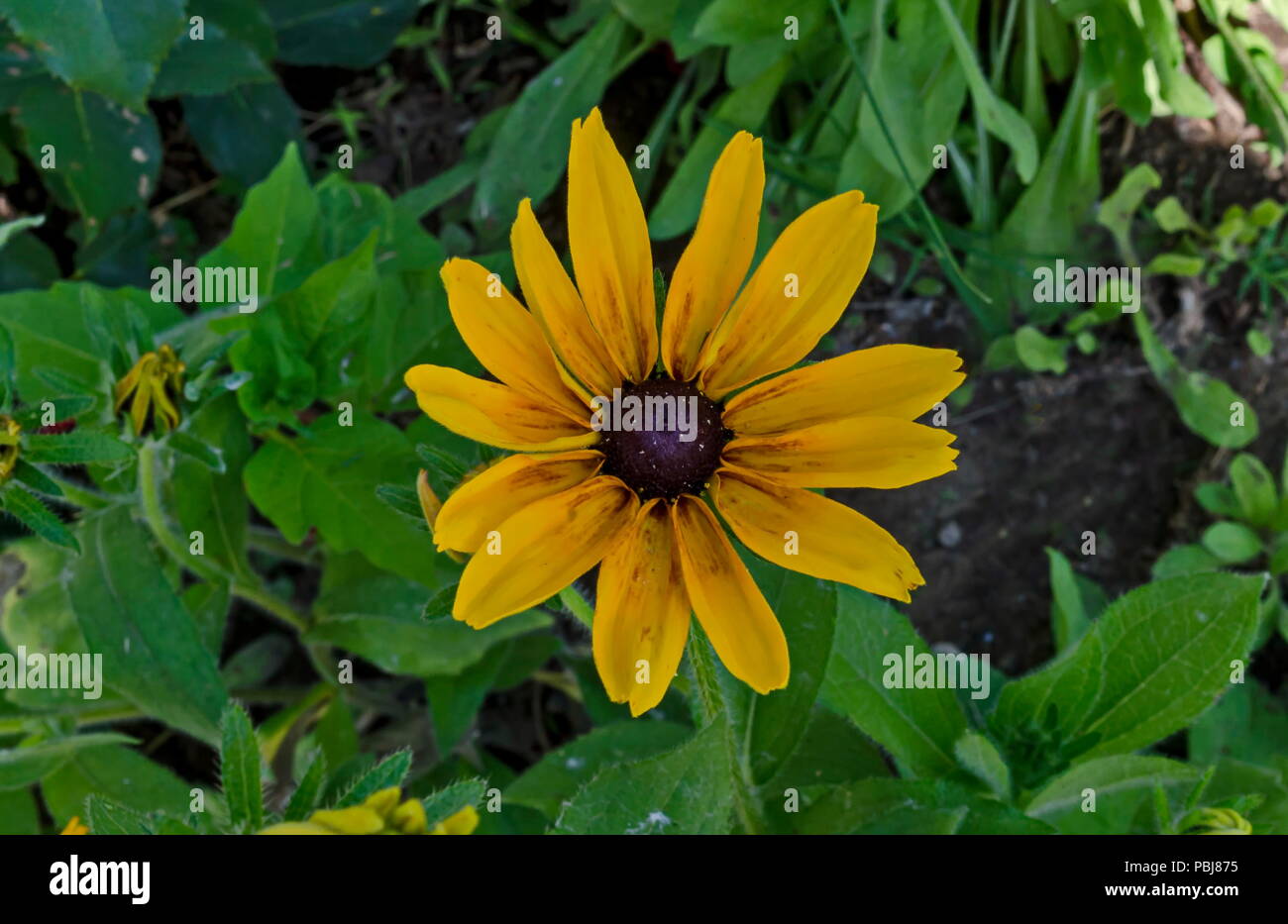 Rudbeckia or rudbekia fulgida, Goldstrum, yellow coneflower blooming in summertime, district Drujba, Sofia, Bulgaria Stock Photo