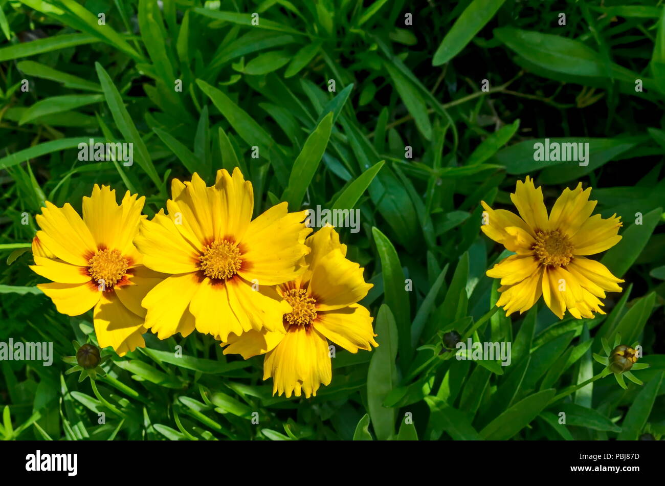 Yellow with red core Coreopsis or Tickseed flower  blooming in a garden, district Drujba, Sofia, Bulgaria Stock Photo