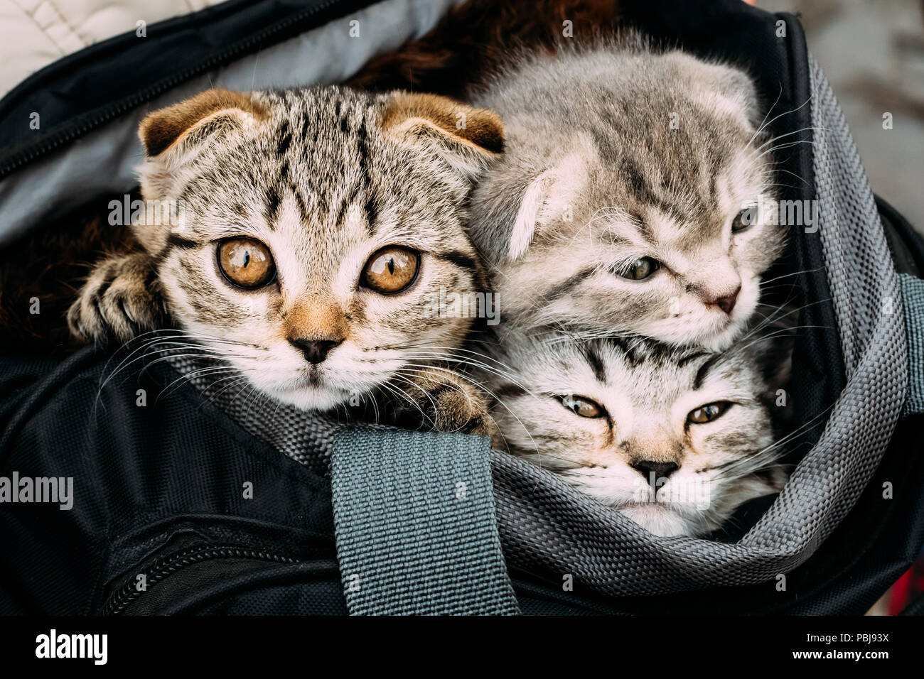 Kitten bag cheap