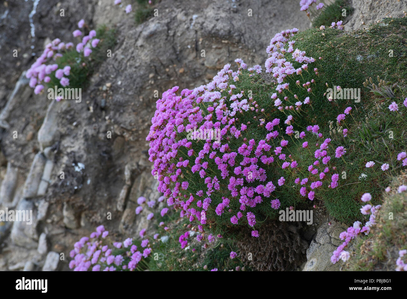 Thrift or sea pink (Armeria maritima) growing on a cliff face, Sumburgh Head, Shetland Stock Photo
