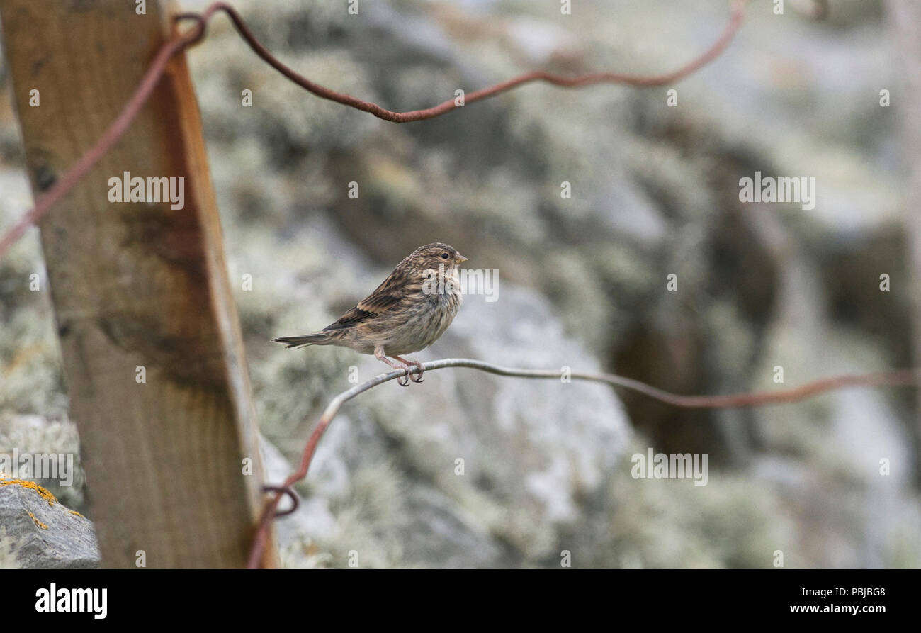 Twite (Carduelis flavirostris) on wire fence by stone wall, Sumburgh Head, Shetland. Stock Photo