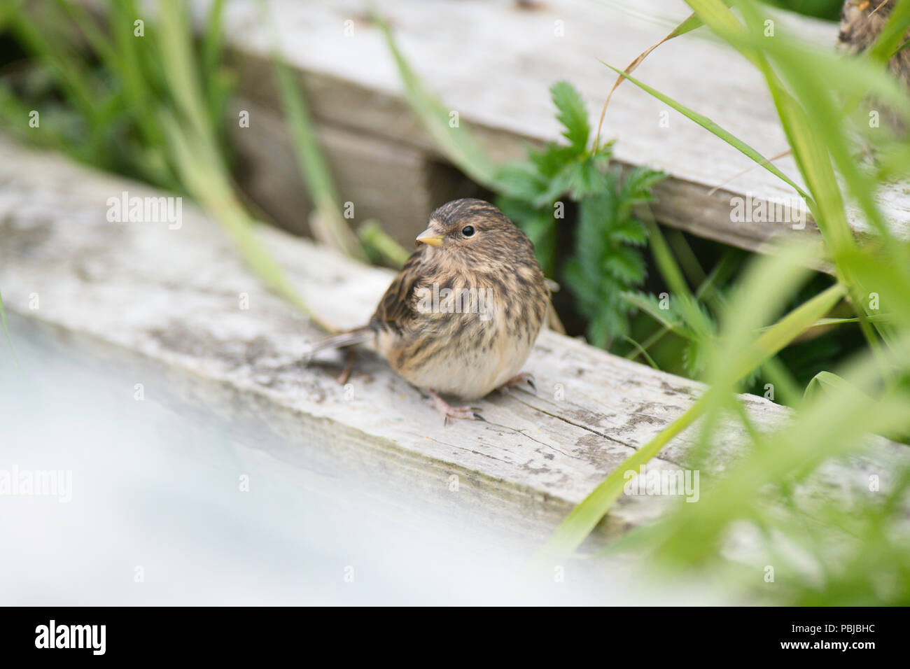 Twite (Carduelis flavirostris) amongst debris by lighthouse, Sumburgh Head, Shetland Stock Photo