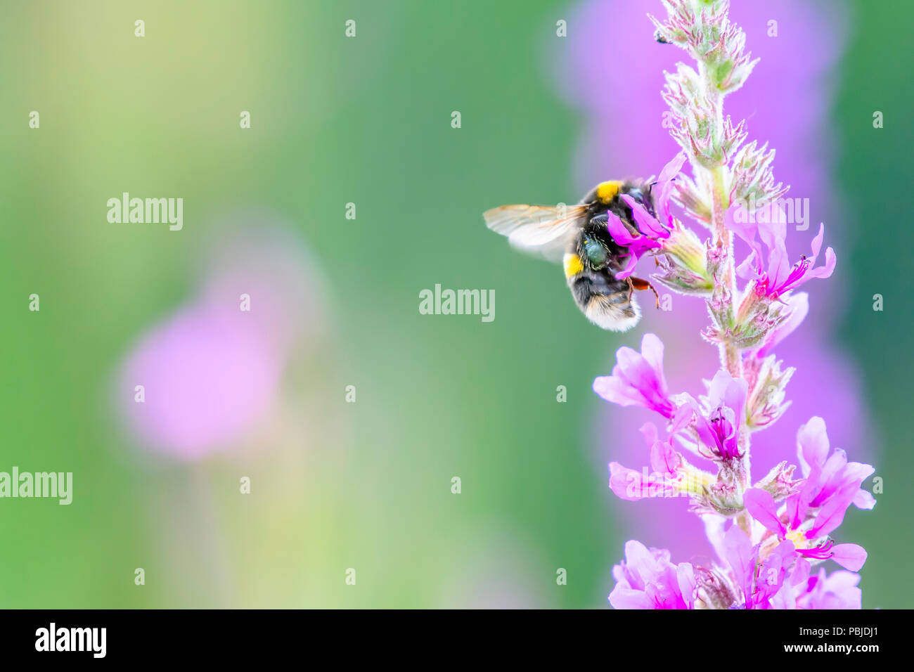 Bumblebee collecting nectar from pink flowers growing on meadow in Uk.Colorful, bright and vibrant  nature image.Space for copy, blurred background. Stock Photo