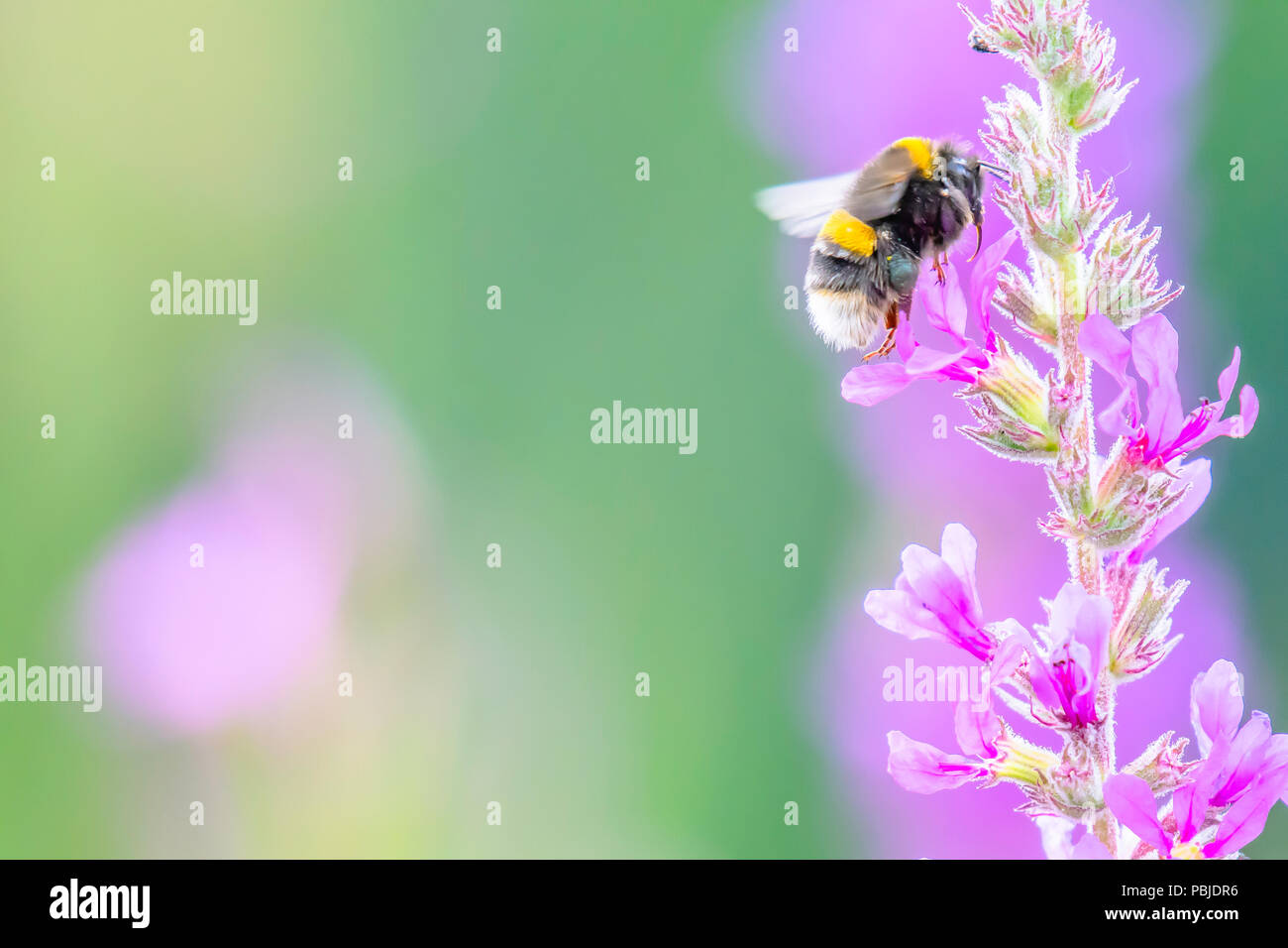 Bumblebee flying towards purple flowers growing on summer meadow with its tongue out ready to collect nectar.Colorful nature image with space for copy. Stock Photo