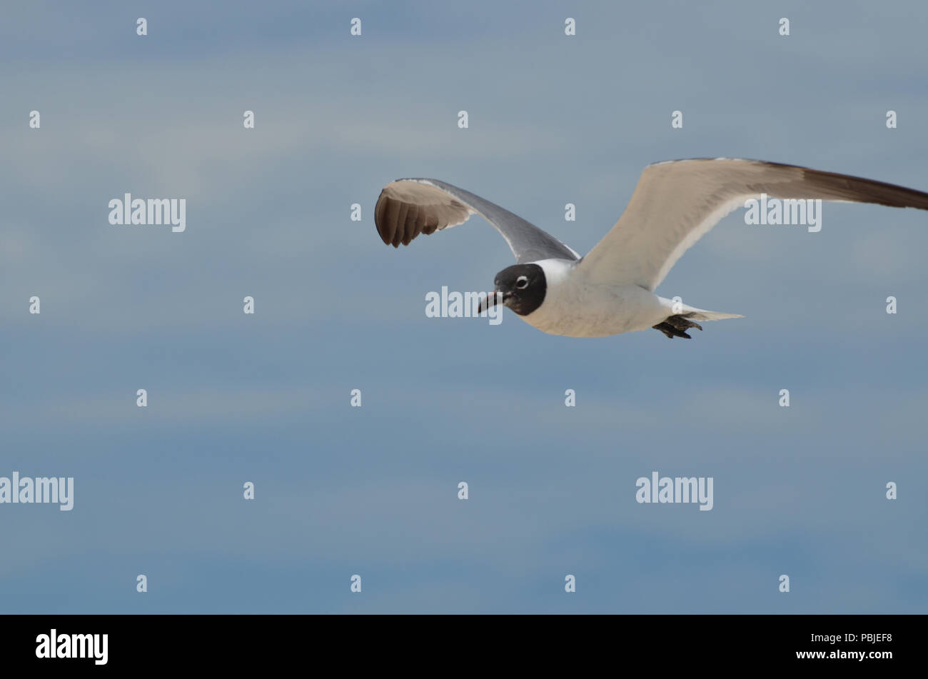 White markings in flight hi-res stock photography and images - Alamy