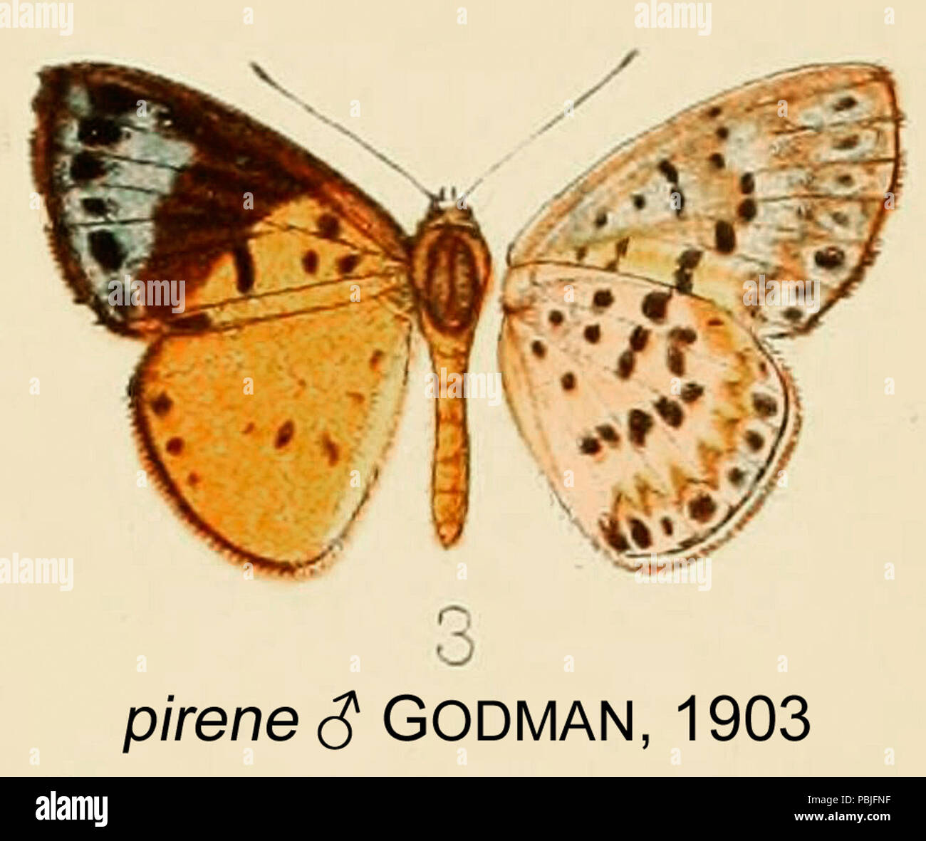 1198 PireneGodman1903OD Stock Photo