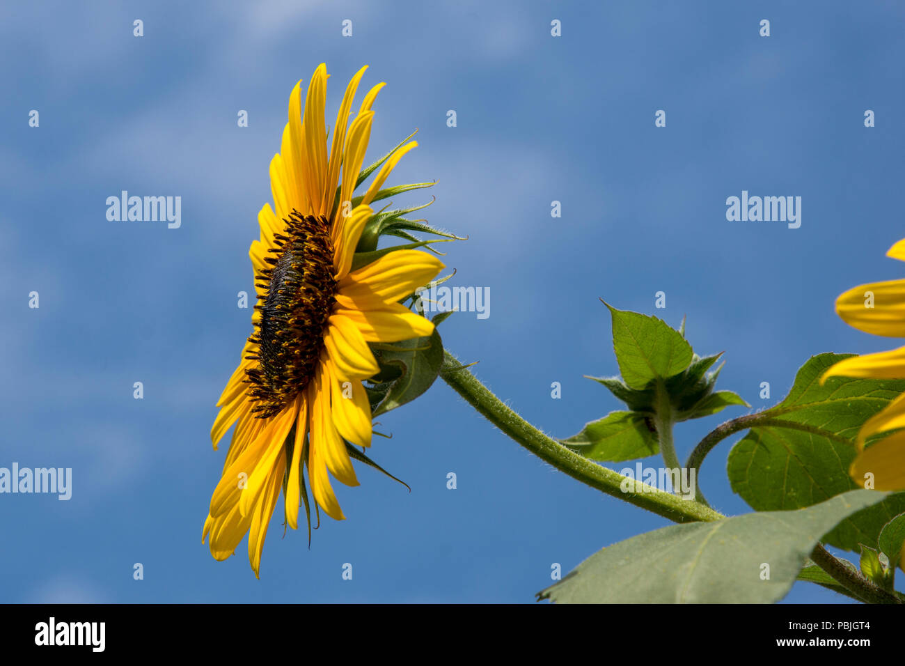 Sunflowers, Q Street and New Hampshire Avenue NW, Washington, DC Stock