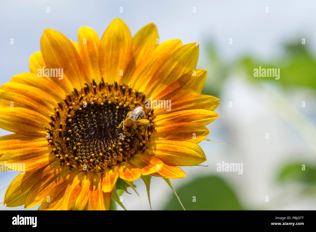 Sunflowers, Q Street and New Hampshire Avenue NW, Washington, DC Stock