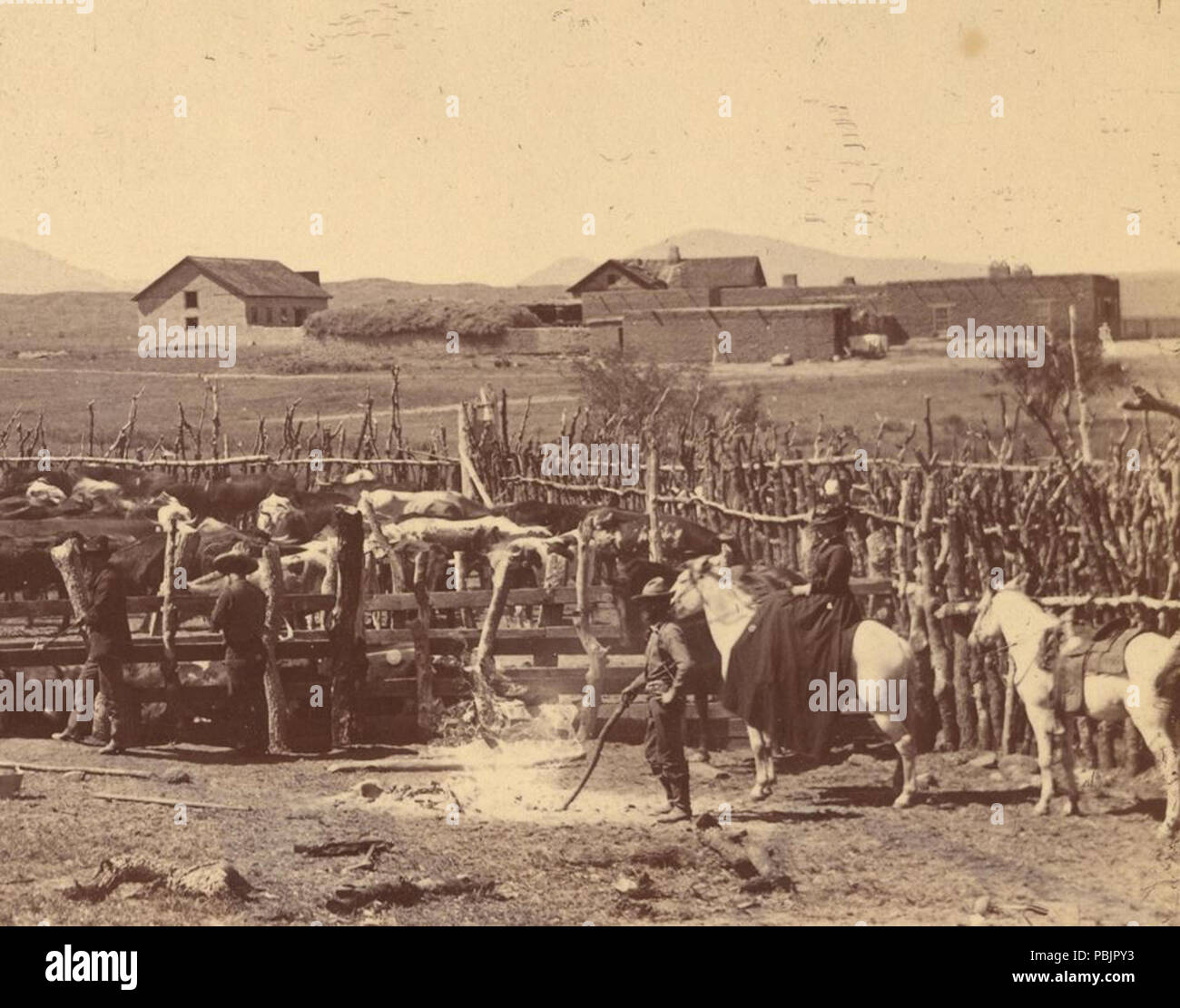 1869 Working with cattle Empire Ranch Arizona 1890s Stock Photo