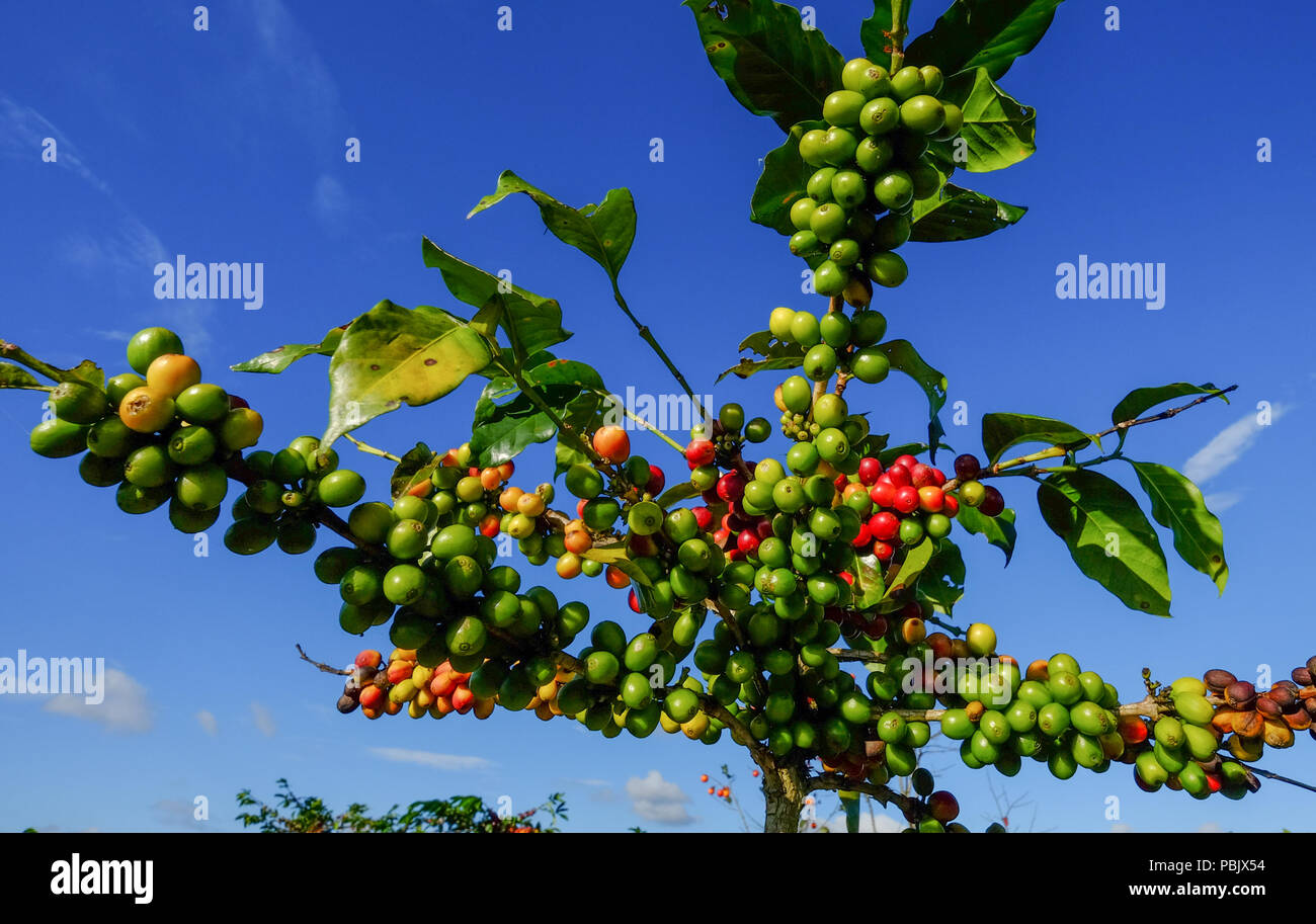 Coffee trees and fruits at plantation in sunny day Stock Photo Alamy