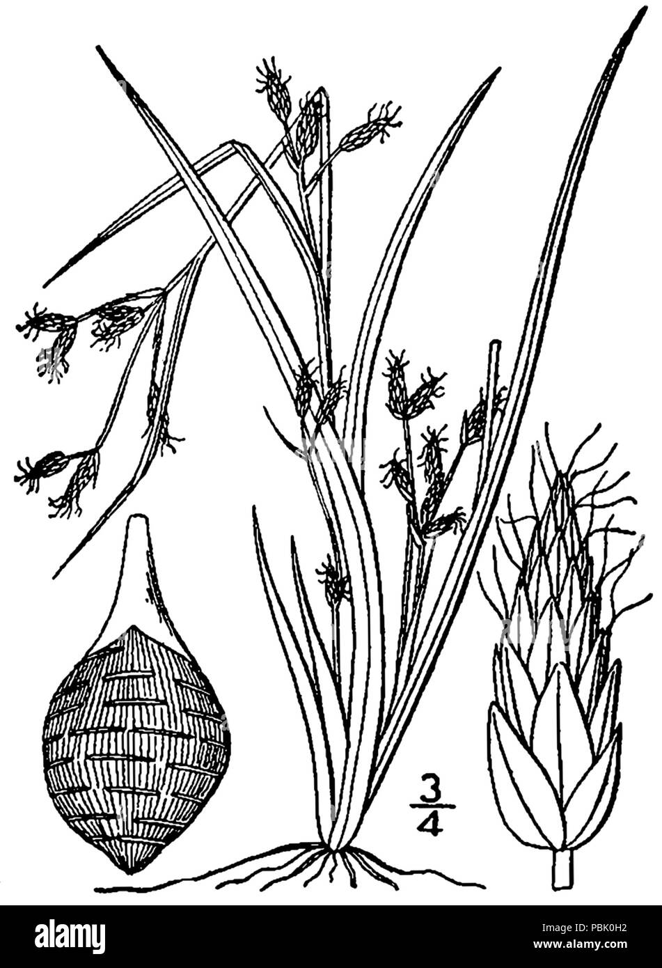 1259 Rhynchospora scirpoides BB-1913 Stock Photo