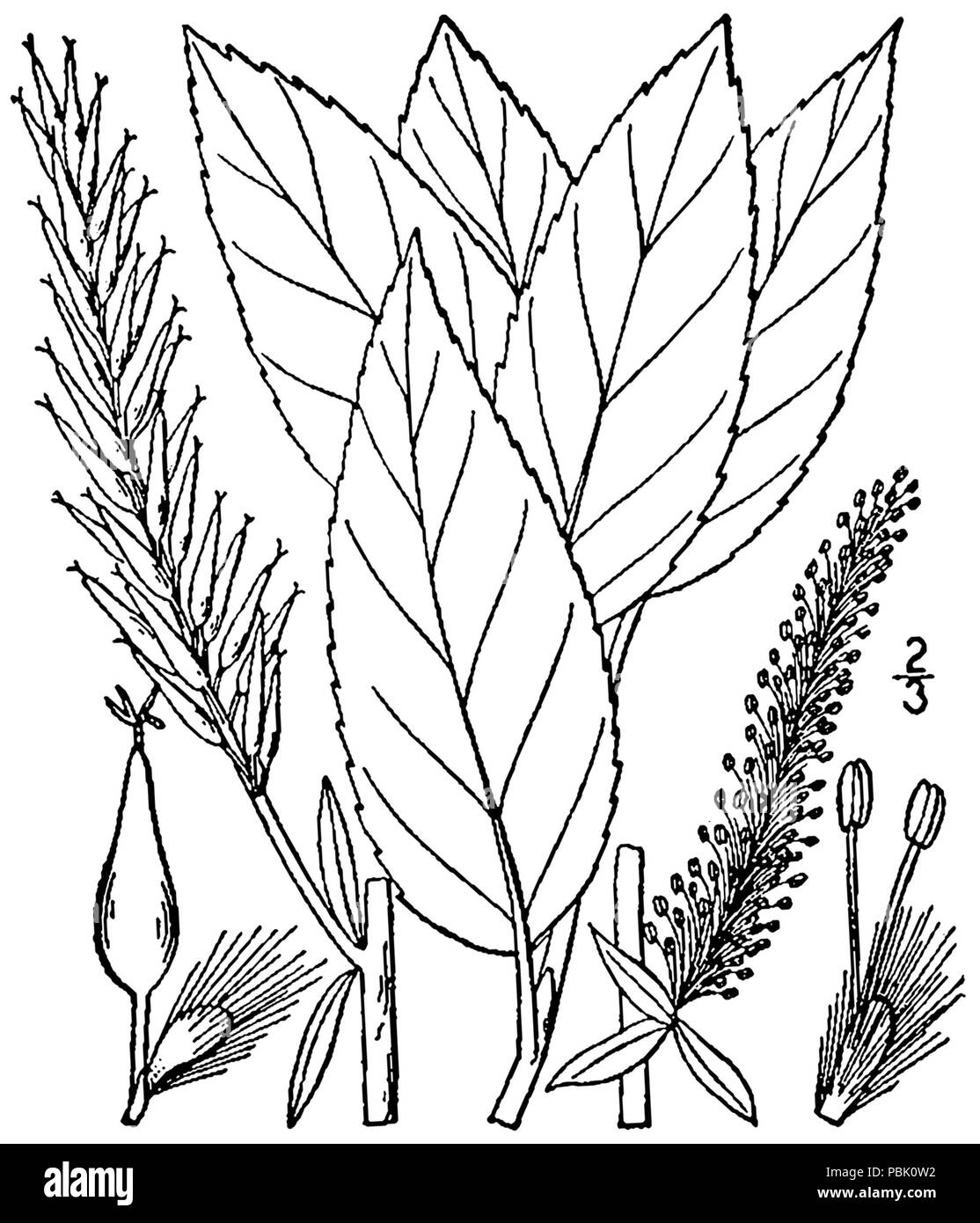 1284 Salix myricoides as S. glaucophylla BB-1913 Stock Photo