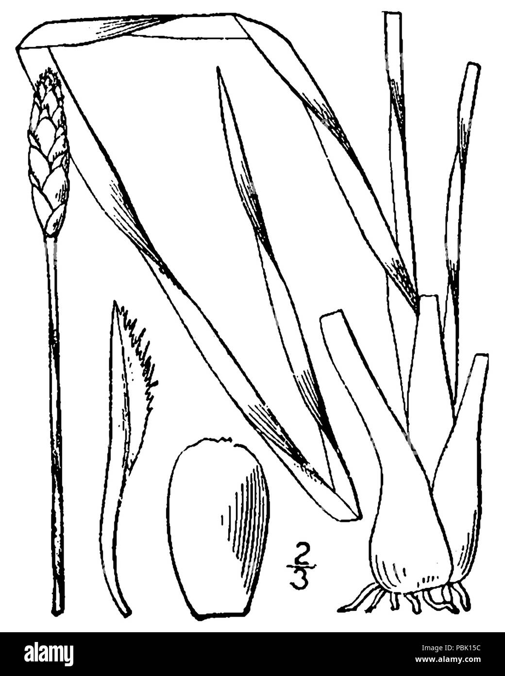1874 Xyris caroliniana (as X. arenicola) BB-1913 Stock Photo