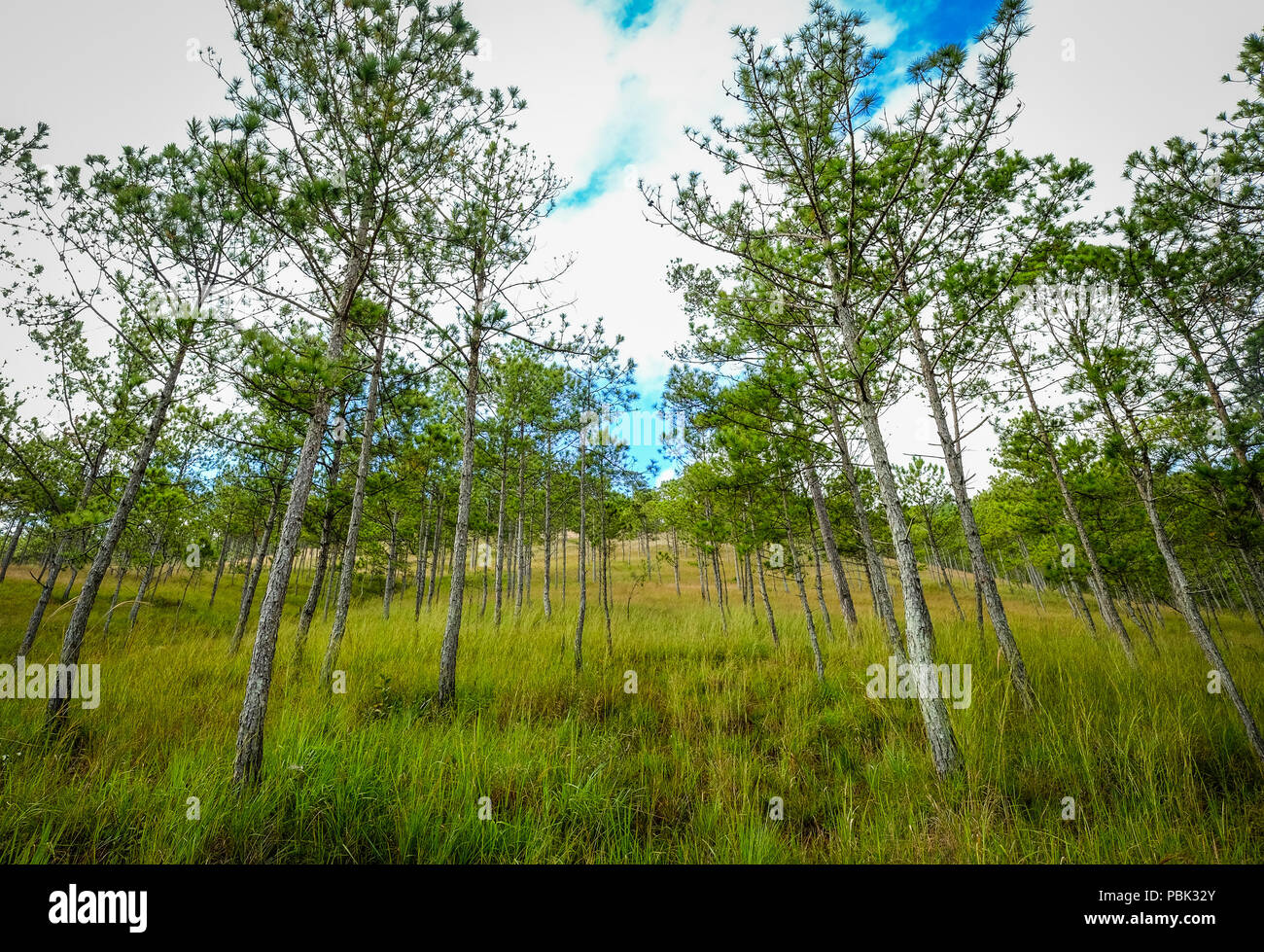 Pine tree forest at sunrise in summer day Stock Photo - Alamy