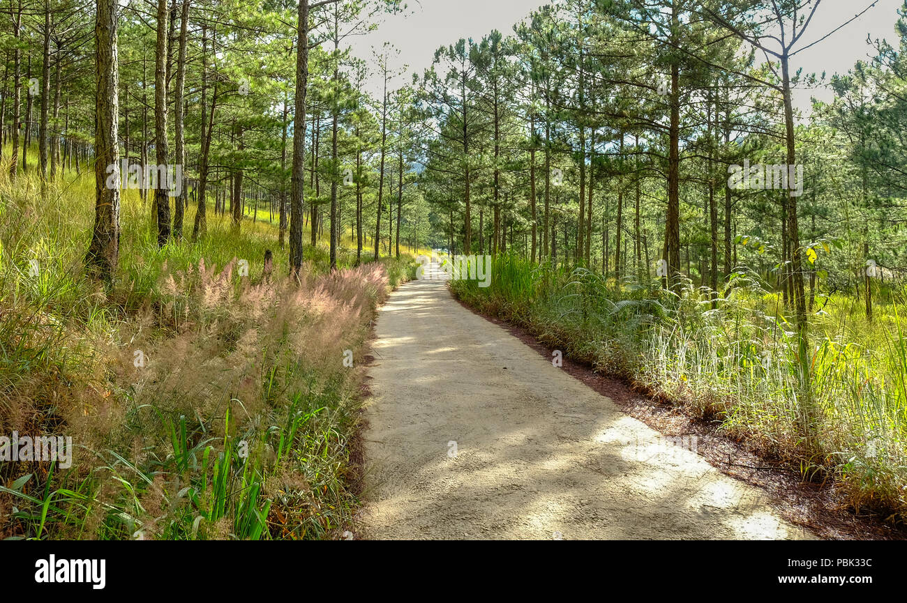 Pine tree forest at sunrise in summer day Stock Photo - Alamy