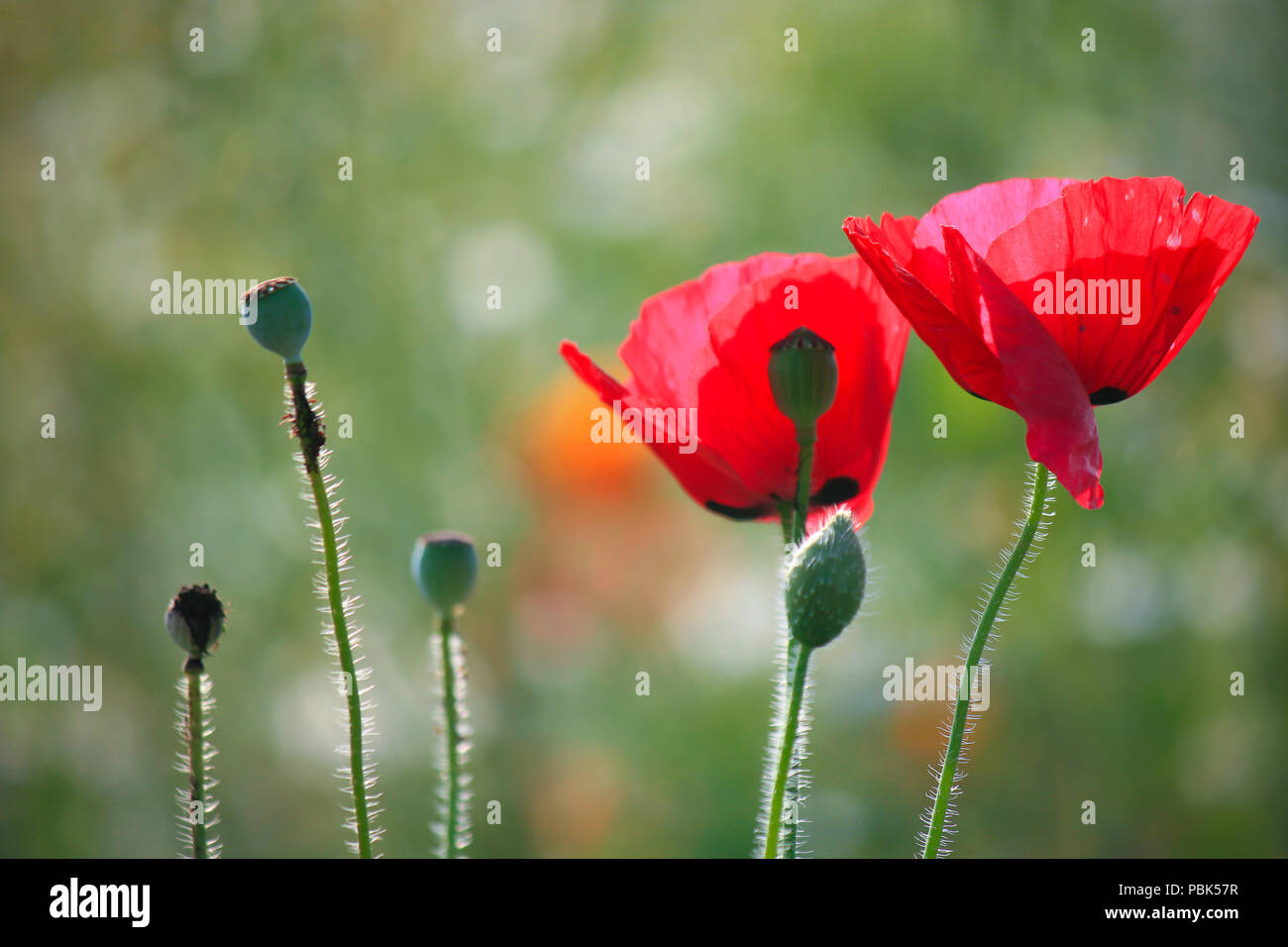 Red poppy in field and green background Stock Photo - Alamy