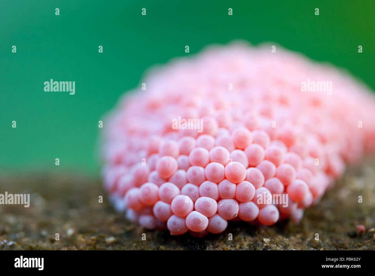 Close Up Golden Apple Snail Eggs Stock Photo Alamy