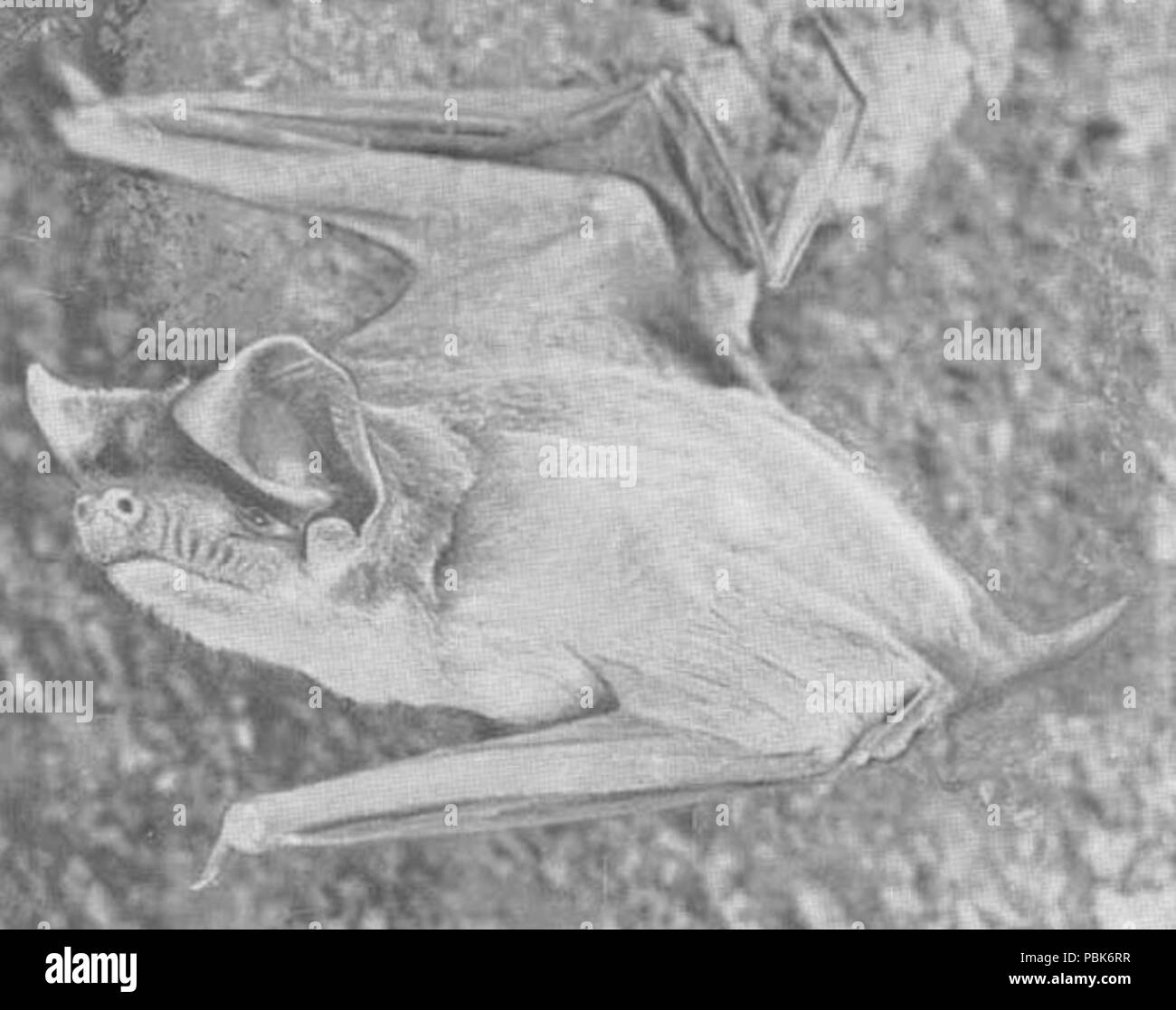 Mops trevori hires stock photography and images Alamy