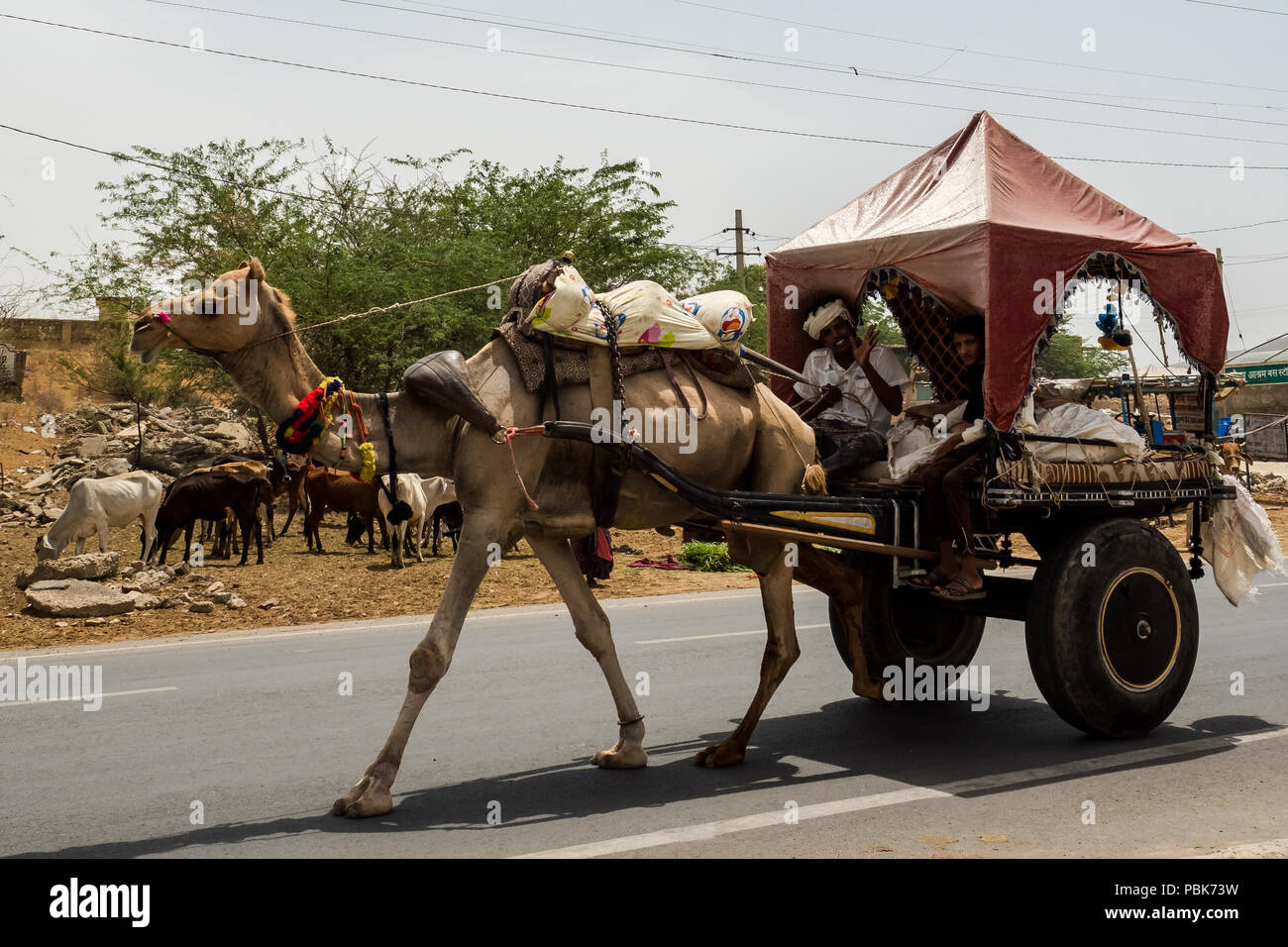 Two-wheeled cart pulled by a camel on the streets of Pushkar in India. June 2018 Stock Photo