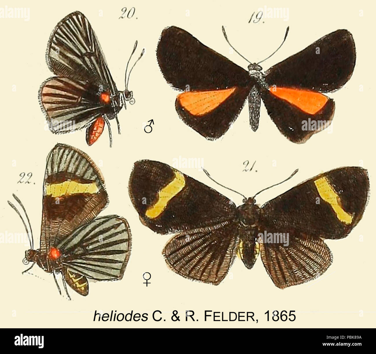 751 HeliodesFelder1865OD Stock Photo