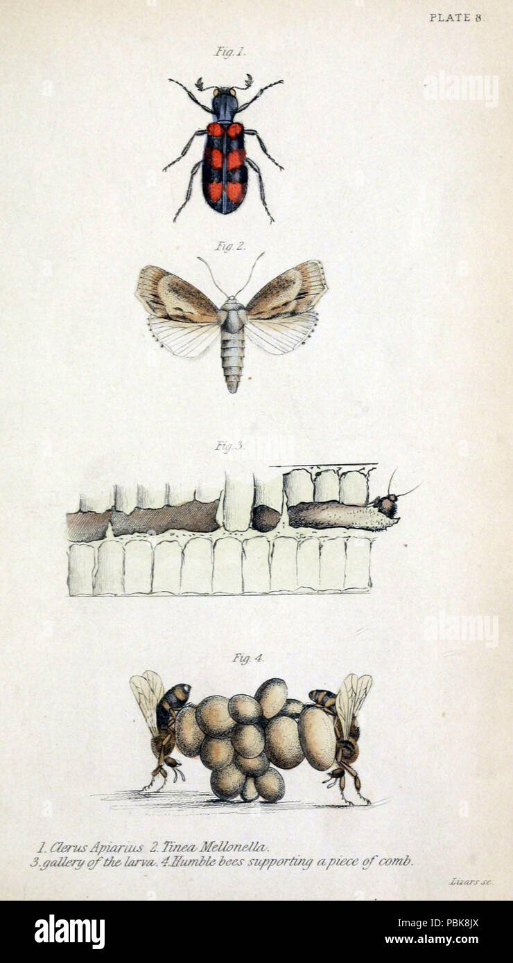 Library Bee 19th century illustration bees hi-res stock photography and images - Alamy