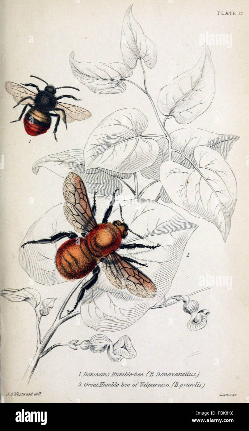 Library Bee Historical naturalists work hi-res stock photography and images - Alamy