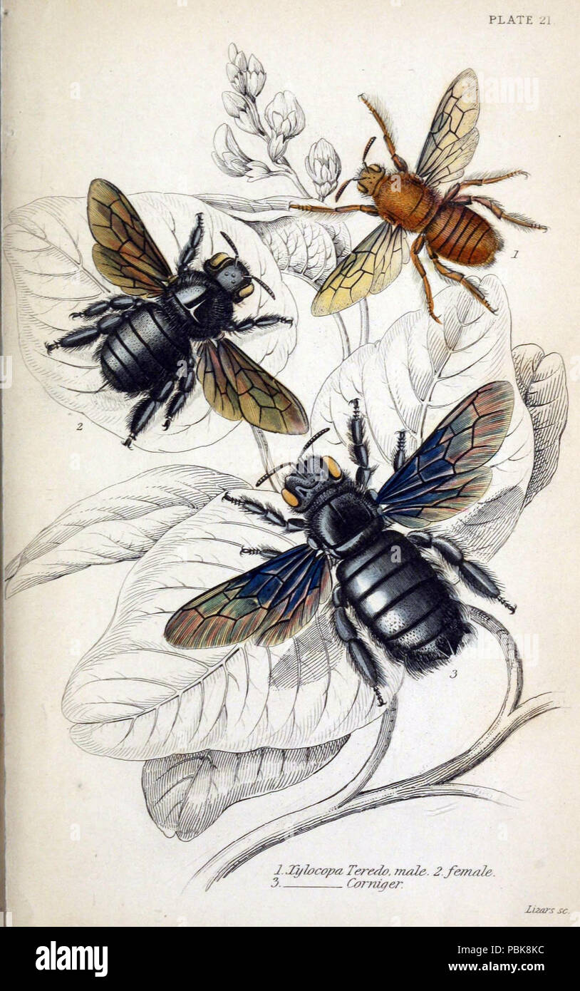 Library Bee Naturalists drawings hi-res stock photography and images - Alamy