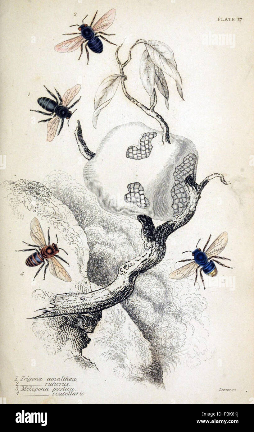 Library Bee 19th century naturalists hi-res stock photography and images - Alamy
