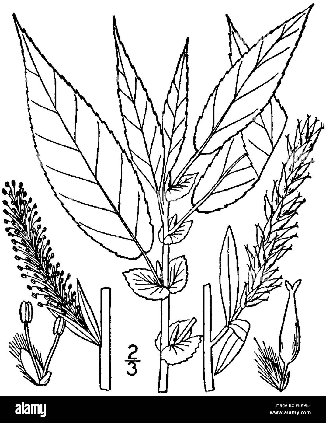 1284 Salix eriocephala BB-1913 Stock Photo