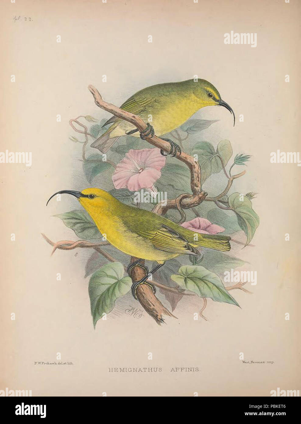 752 Hemignathu affinis AvesHawaiienses00Wils 0180 Stock Photo