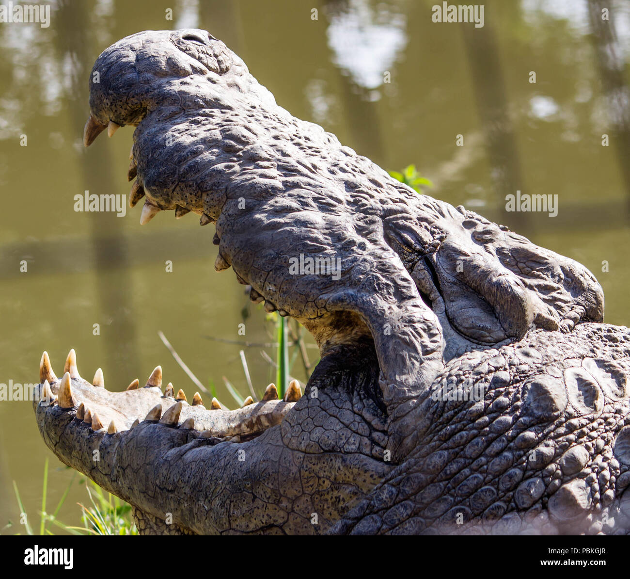 Crocodile mouth Stock Photo