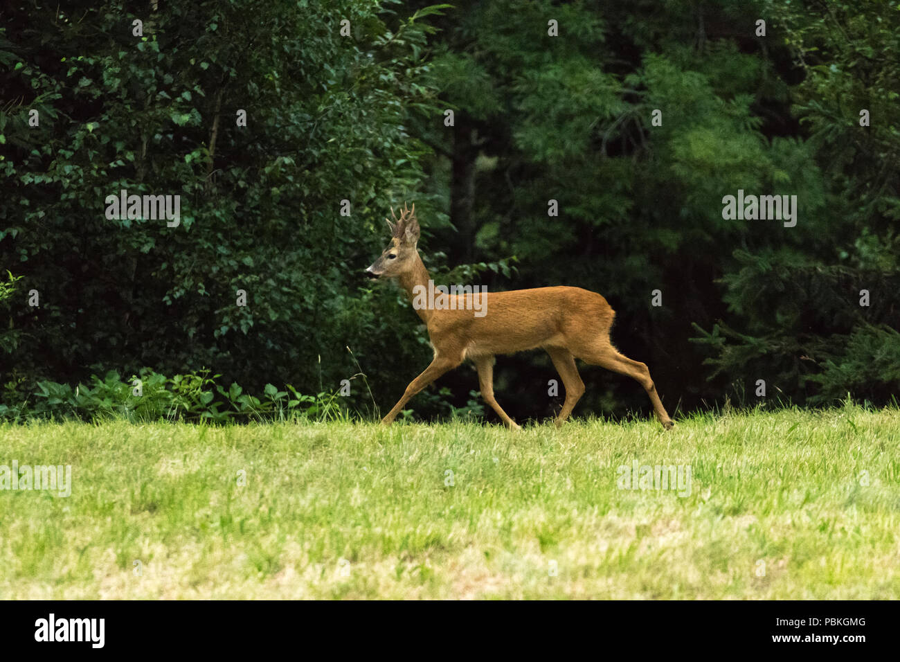 Deer in the woods fauna fawn wildlife Stock Photo