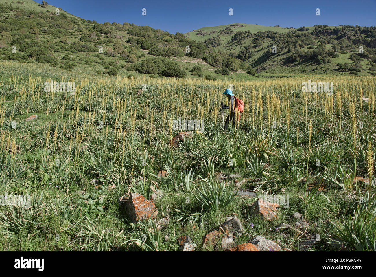 Trekking amongst foxtail lilies (Eremurus) on the Heights of Alay route, Alay, Krygyzstan Stock Photo