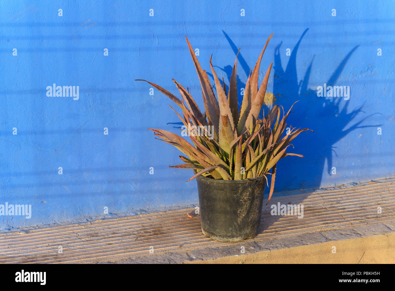 Aloe vera plant in a plastic pot Stock Photo Alamy