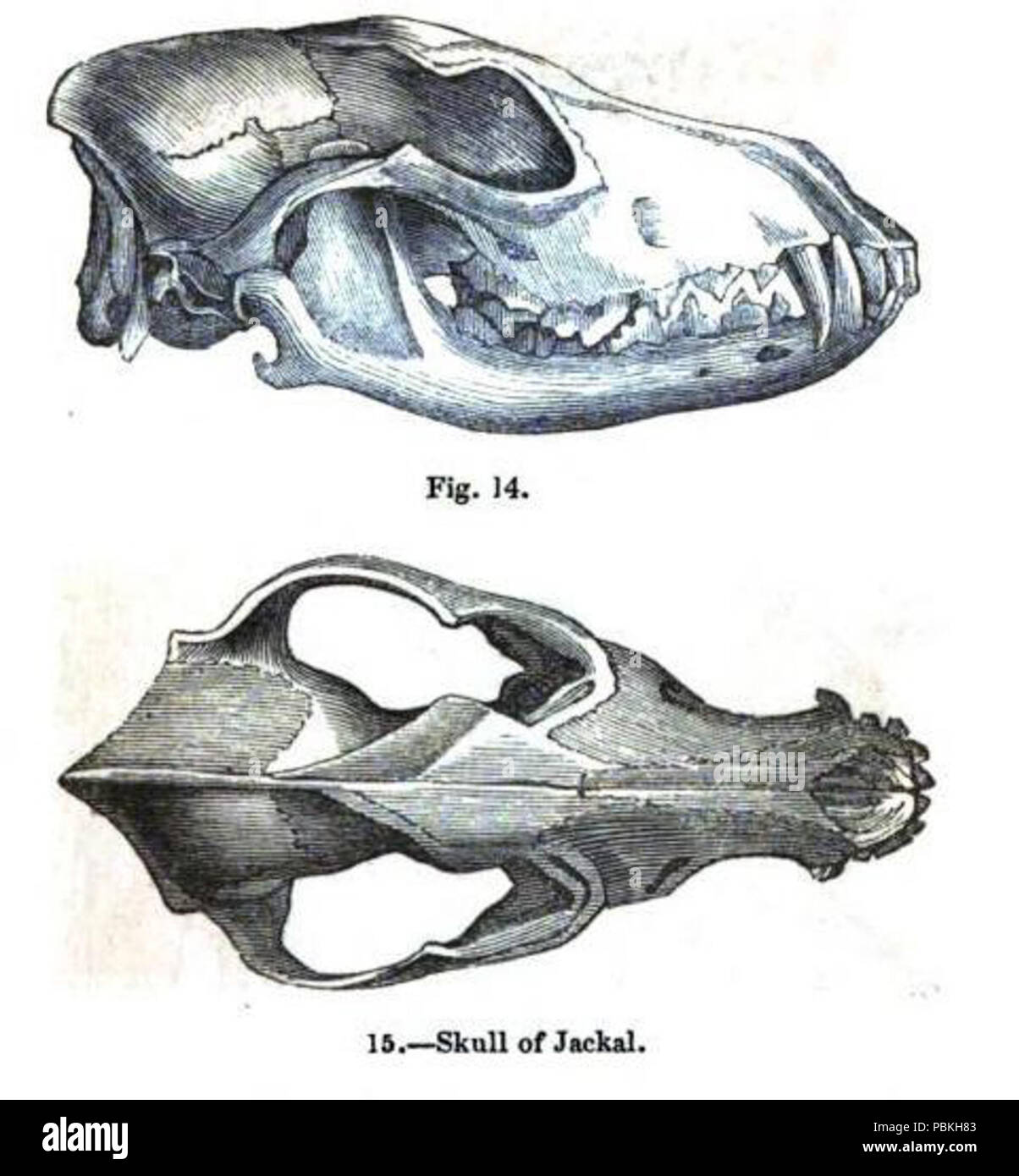 820 Jackalskull Stock Photo
