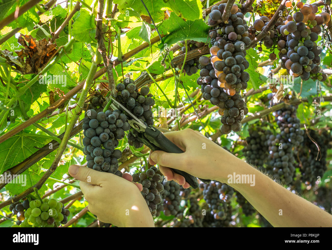 Worker's Hands Cutting black Grapes from vines during wine harvest in September. Grapes harvest in italian vineyard, South Tyrol, italy Stock Photo