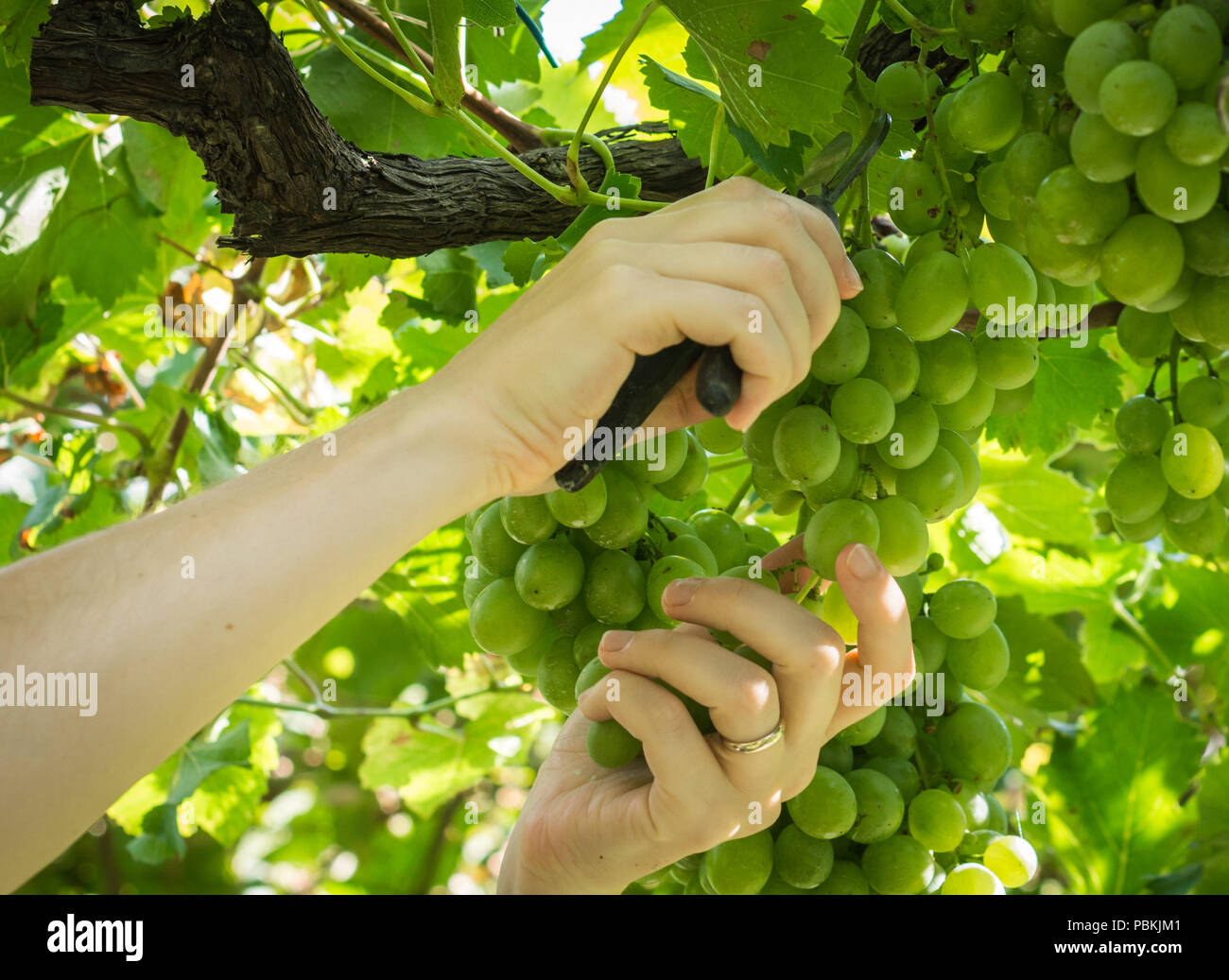 Worker's Hands Cutting White Grapes from vines during wine harvest in September. Grapes harvest in italian vineyard, South Tyrol, italy Stock Photo