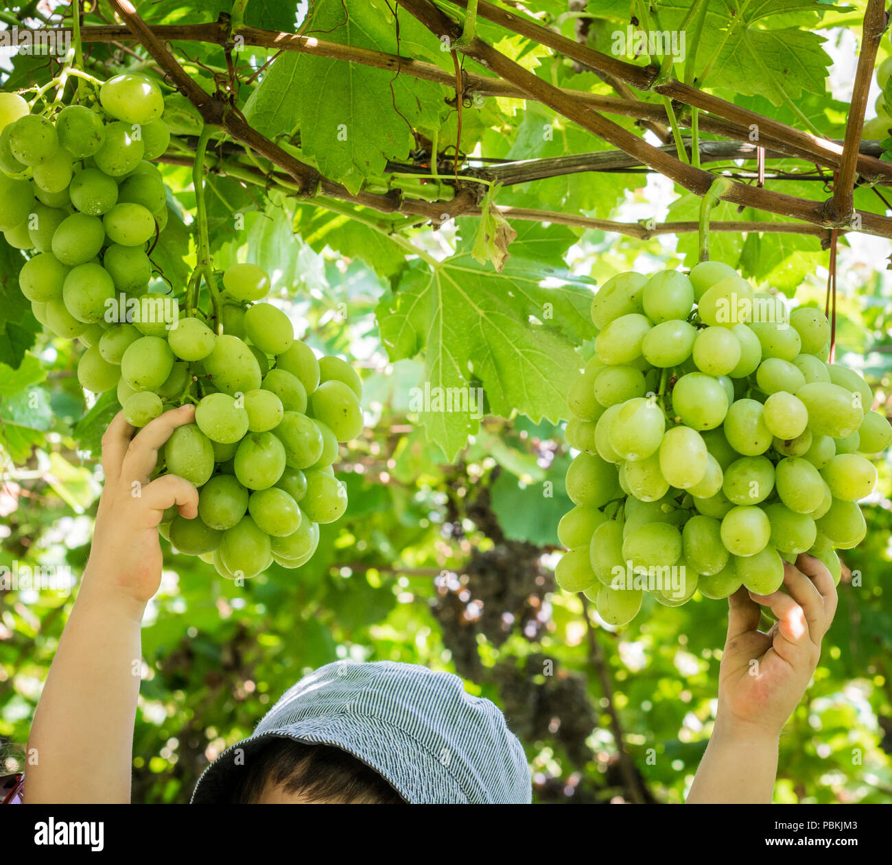 baby hands with a bunch of fresh grapes Stock Photo