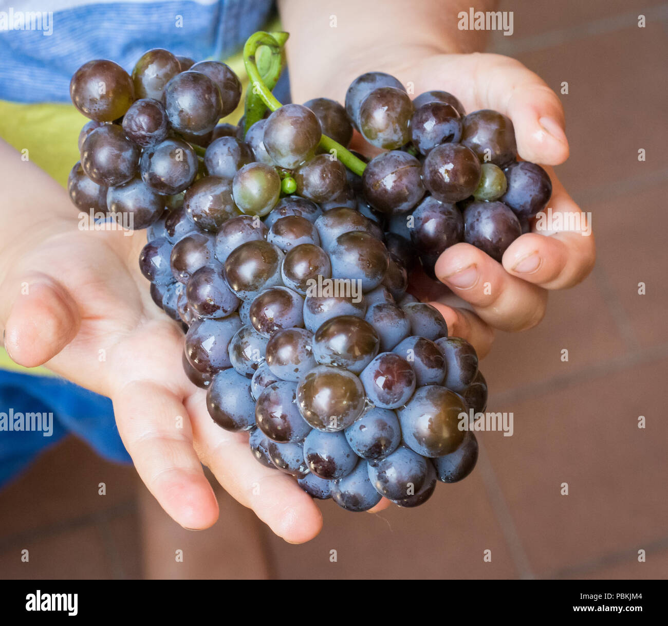 baby hands with a bunch of fresh grapes Stock Photo