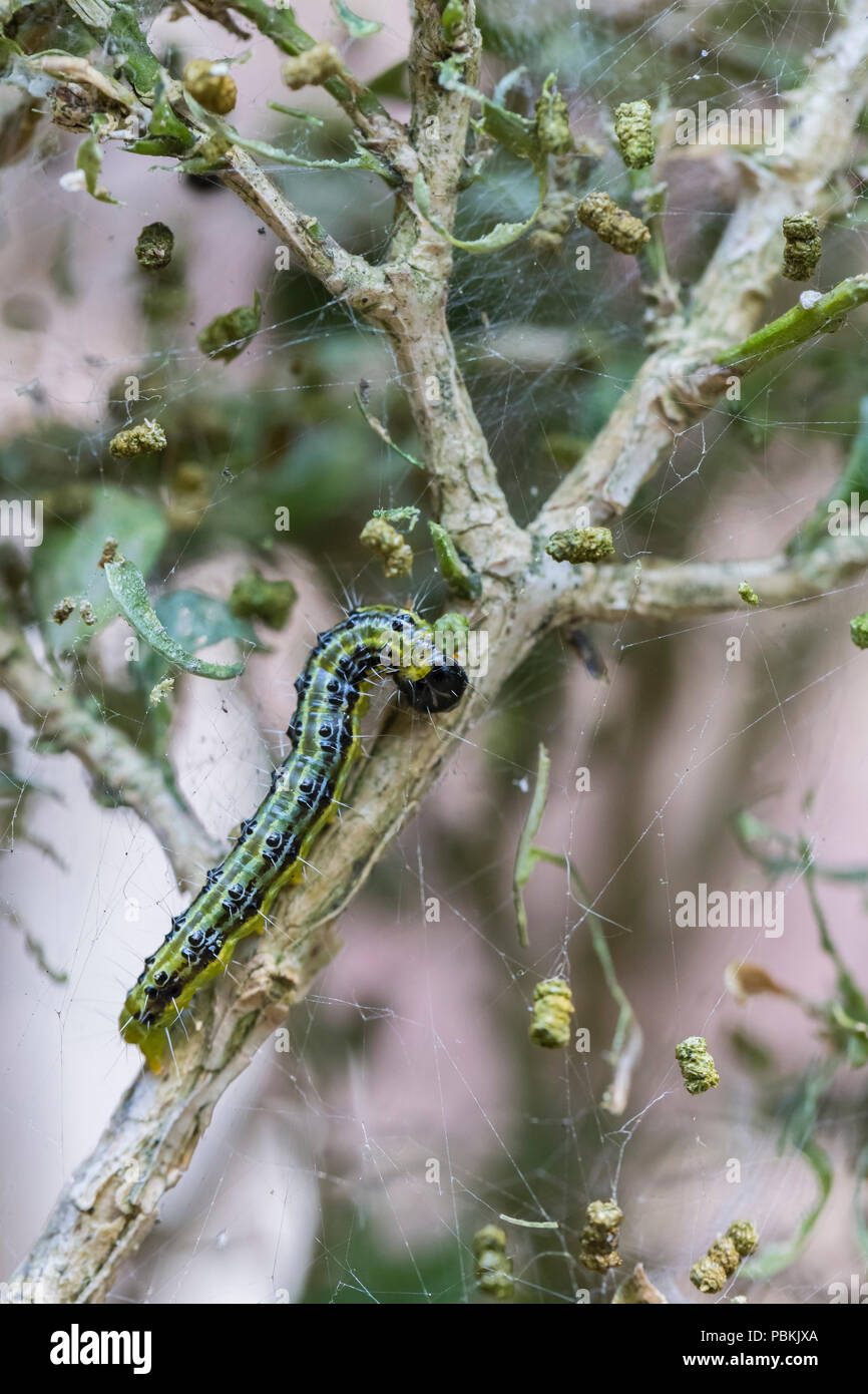 Caterpillar of the box tree moth eating buxus leaves in damaged plant with silke entangled frass Stock Photo