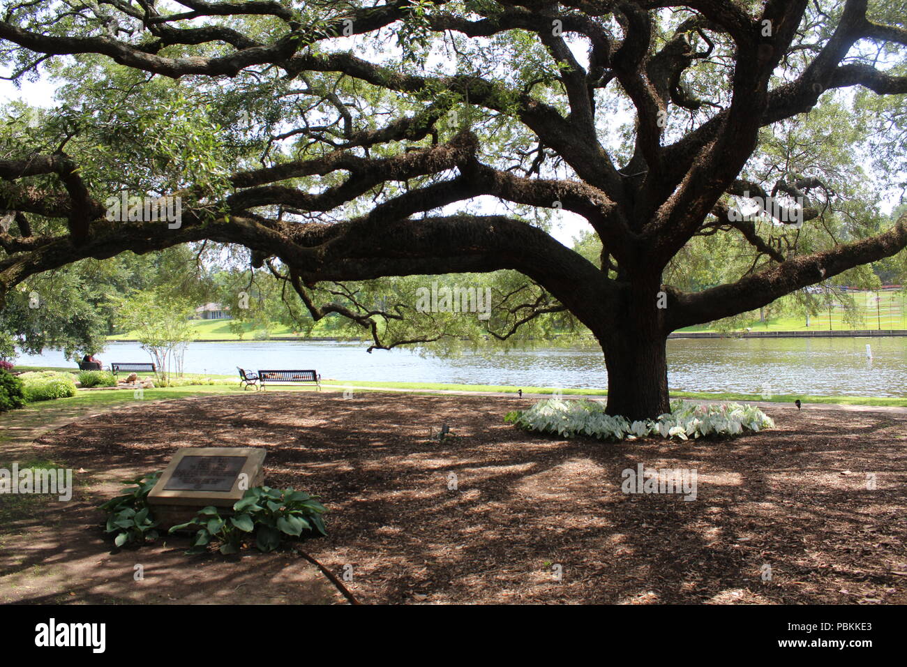 Old live oak tree in Natchitoches, Louisiana Stock Photo Alamy