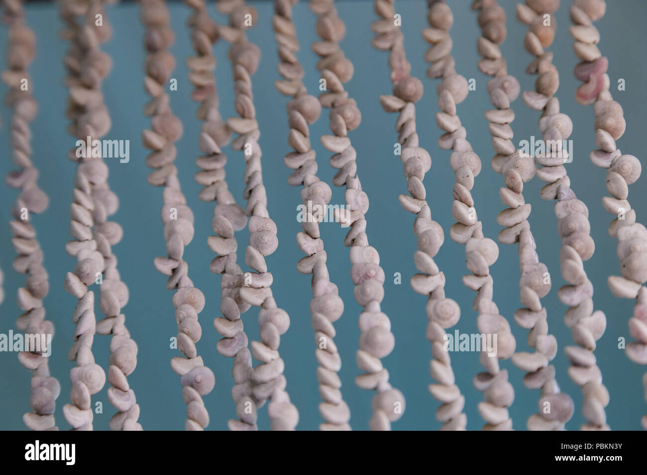 Beautiful Shell Curtain Is Hanging By Rope For Reduce The Light