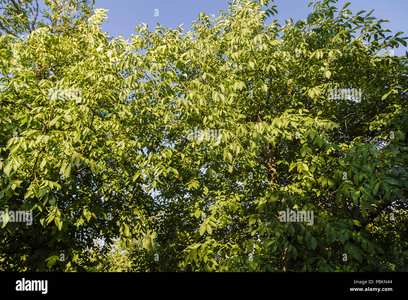 Crown of green tree against the sky Stock Photo - Alamy