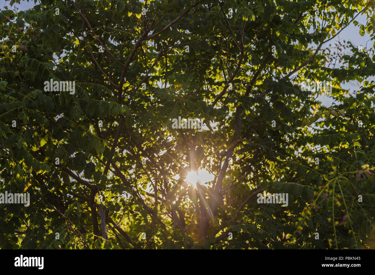 Crown of green tree against the sky Stock Photo - Alamy