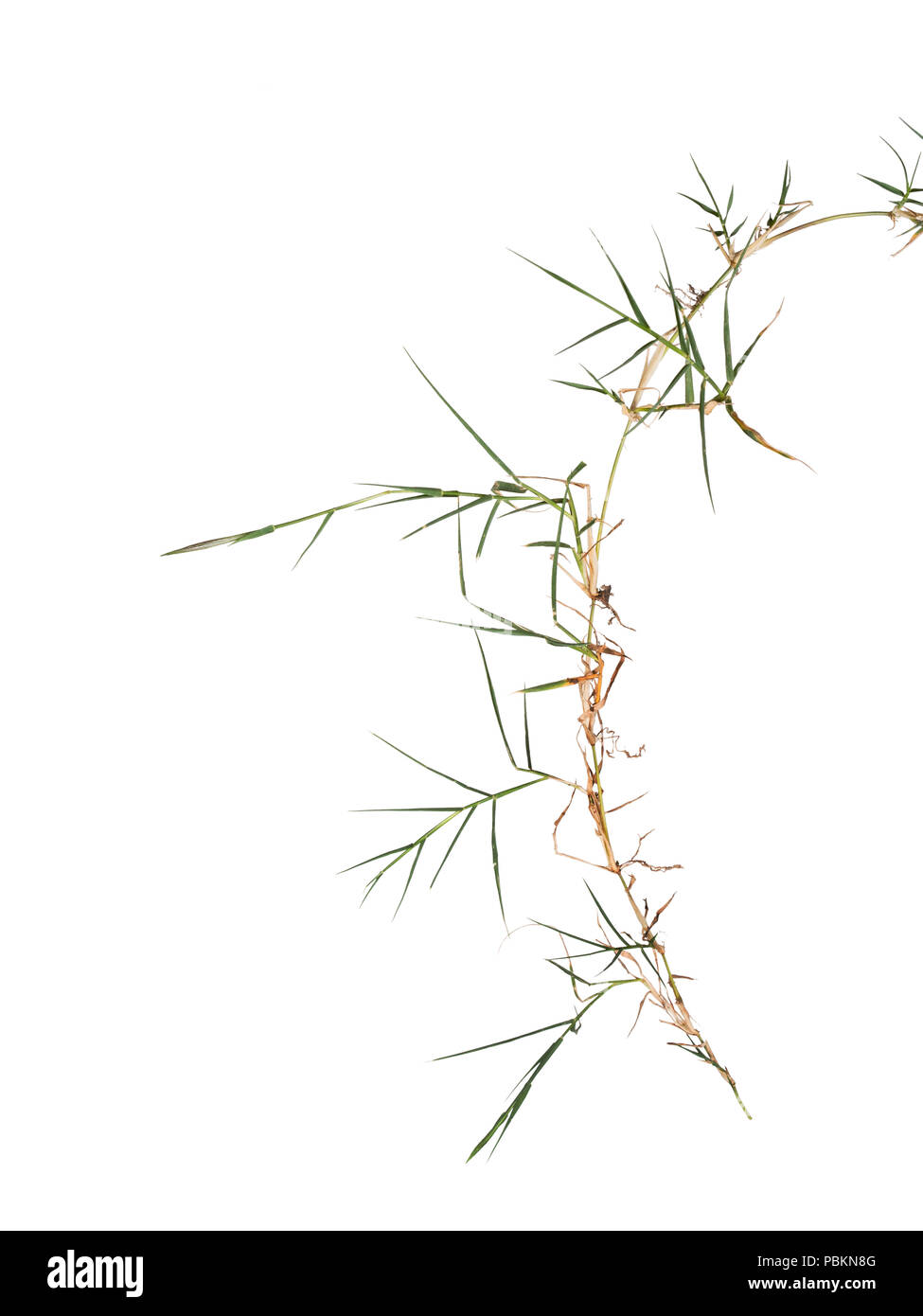 Couch aka twitch grass Elymus repens. invasive weed hated by gardeners. Isolated on white. Stock Photo