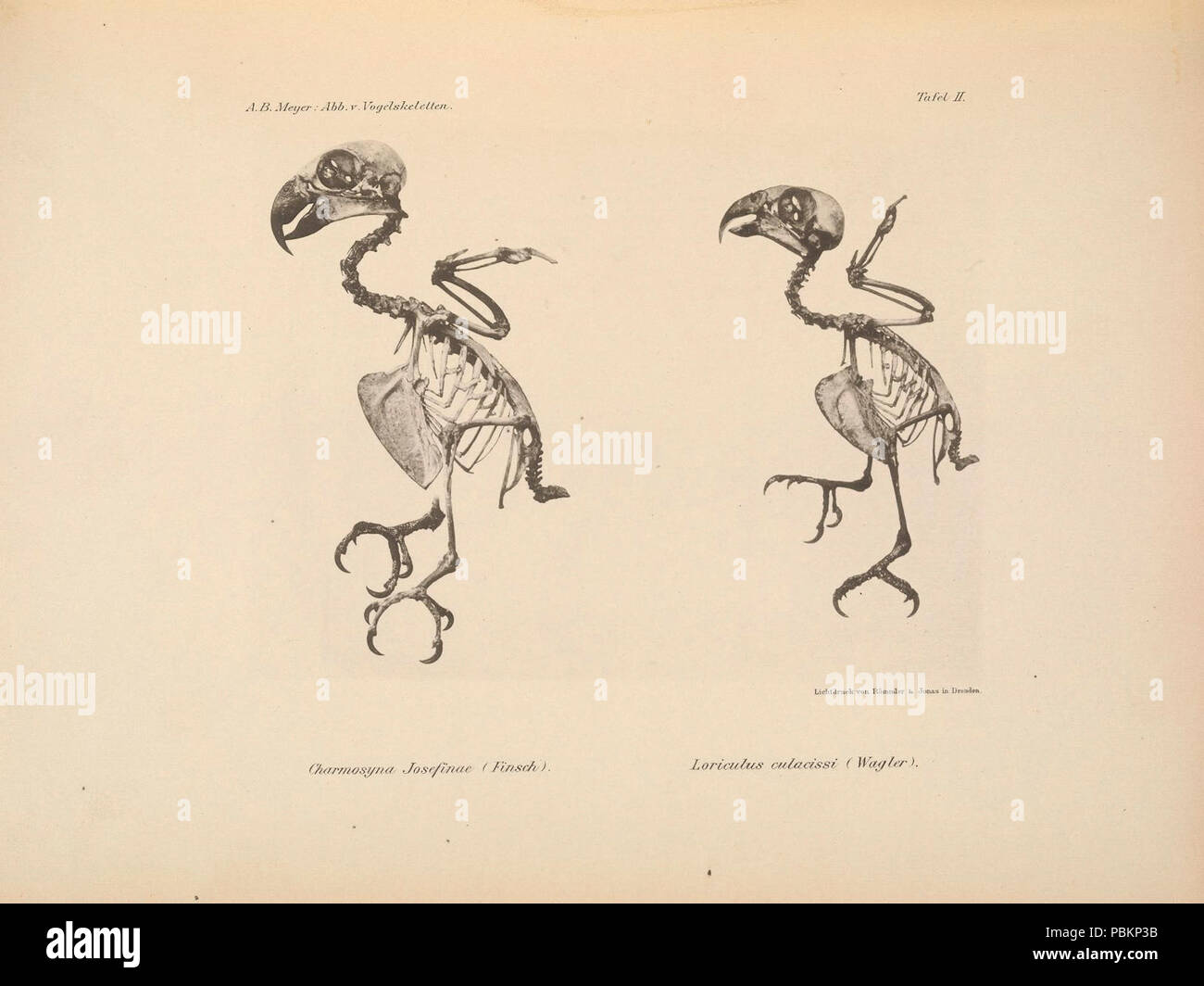 Abbildungen von Vogel-Skeletten (Tafel II Stock Photo - Alamy