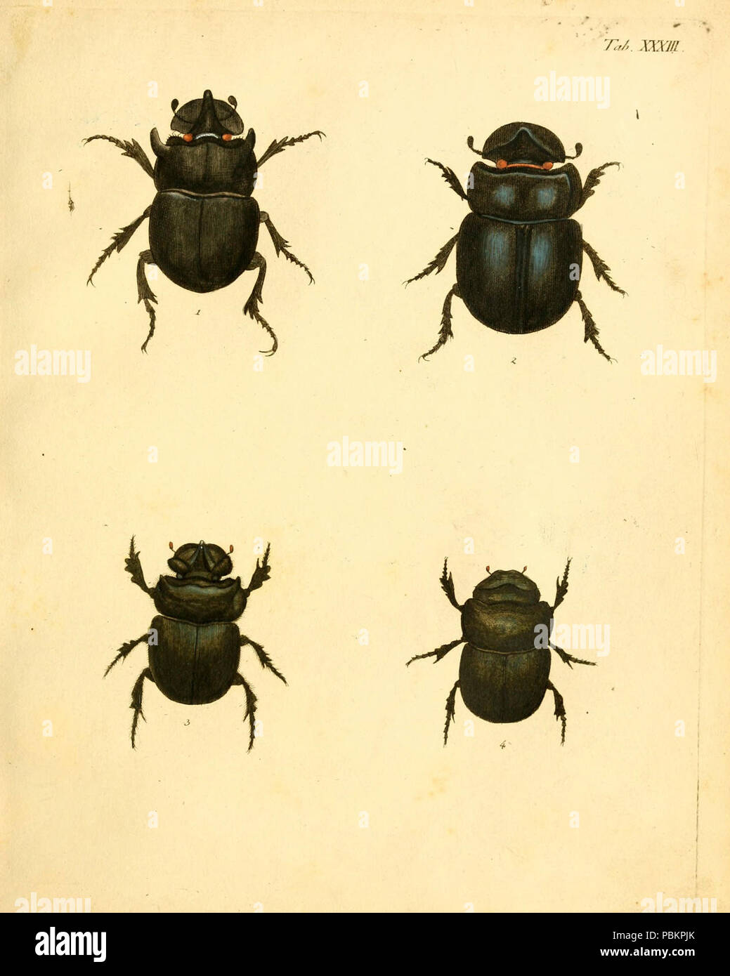 Karl Jordan Insect Abbildungen zu Karl Illiger's Uebersetzung von Olivier's Entomologie ...