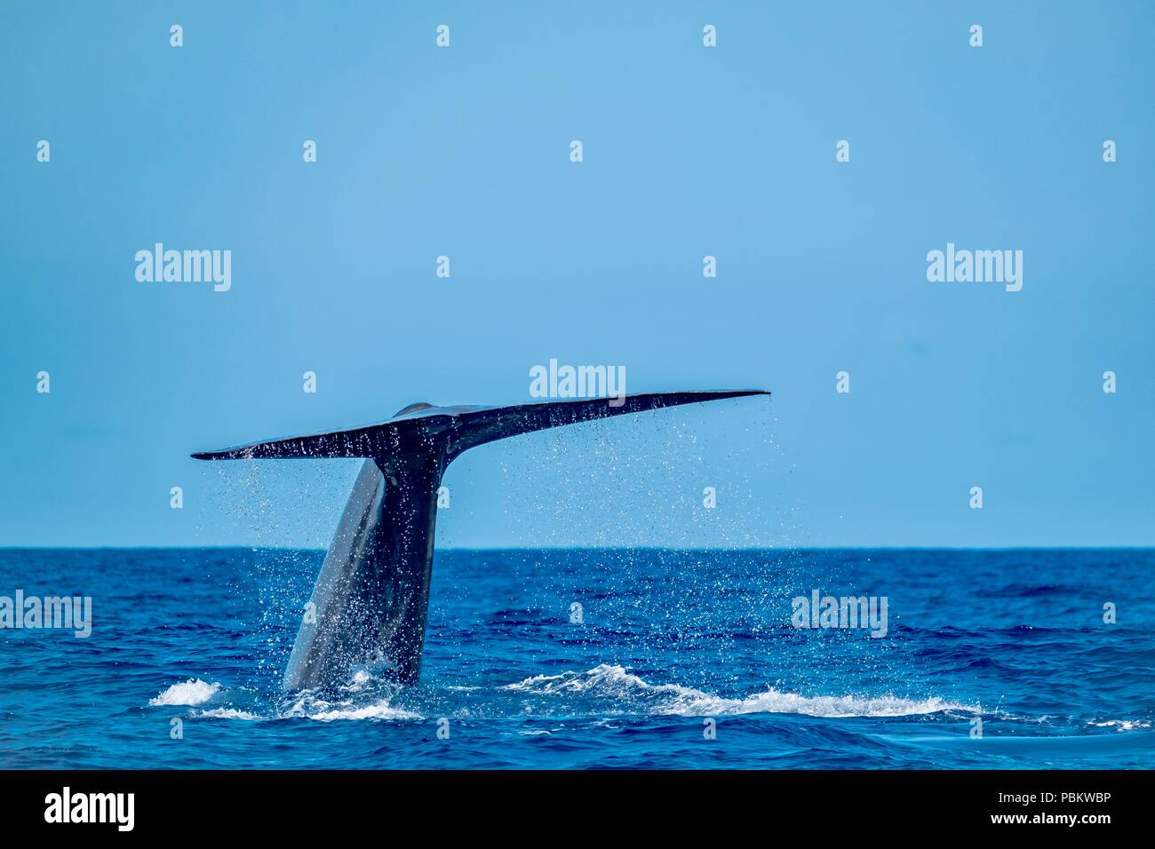 An enormous female blue whale showing her tail as she dives Stock Photo
