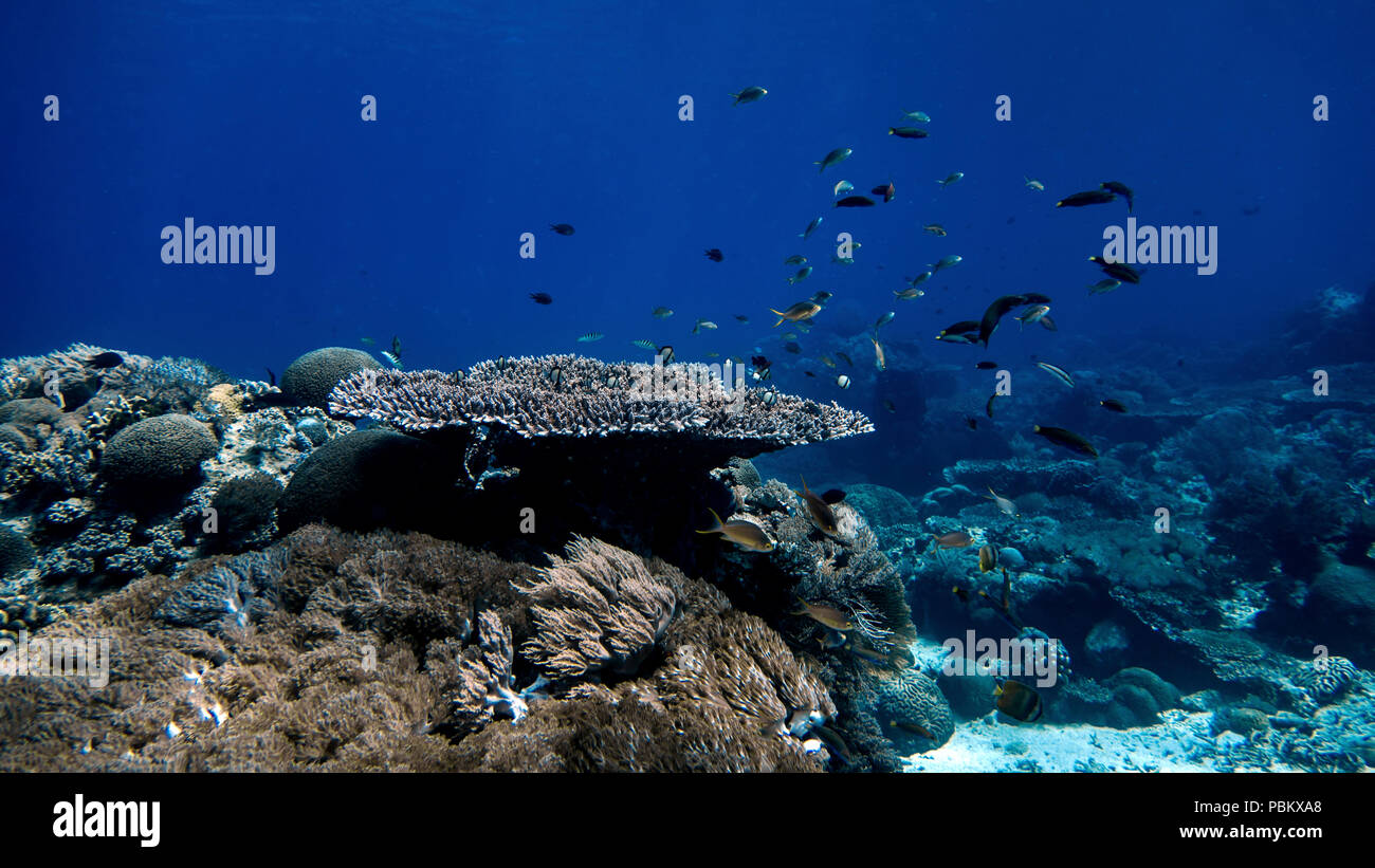 A coral reef full of fish in Indonesia Stock Photo
