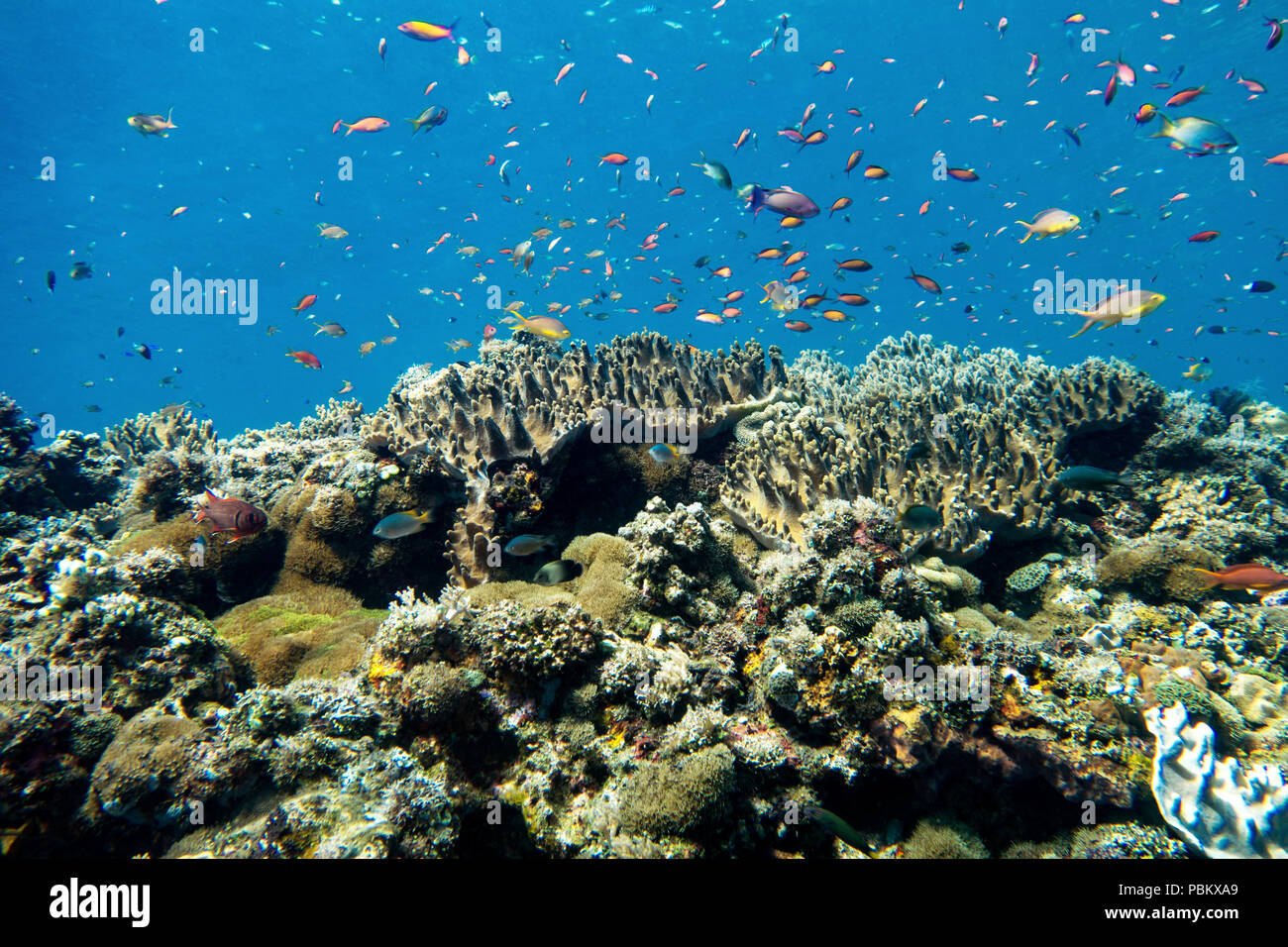 A coral reef full of fish in indonesia Stock Photo